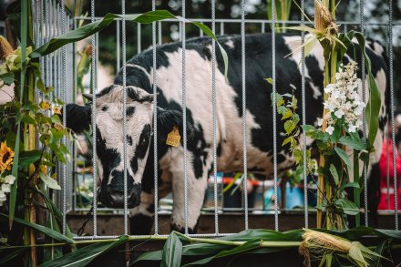 Dożynki 2025 fot. Daniel Franek