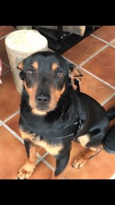 Pies znaleziony w grudniu na wiślańskim rynku