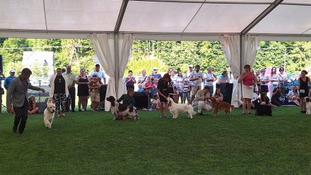 Międzynarodowa Wystawa Psów Rasowych