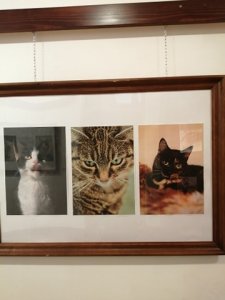 Wystawa - zdjęcia kotów