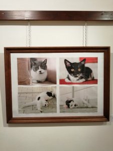 Wystawa - zdjęcia kotów