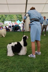 V Międzynarodowa Wystawa Psów Rasowych