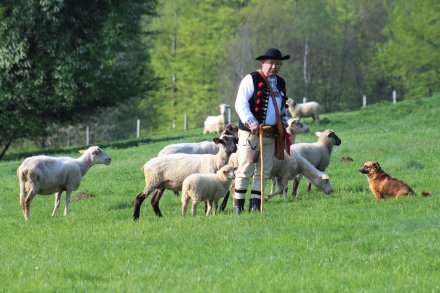 Jan Kędzior z owcami