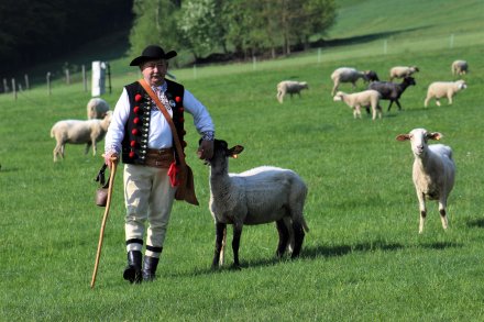 Jan Kędzior z owcami