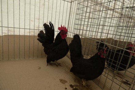 II Beskidzka Wystawa Królików, Gołębi rasowych i Drobiu ozdobnego