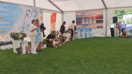 Międzynarodowa Wystawa Psów Rasowych