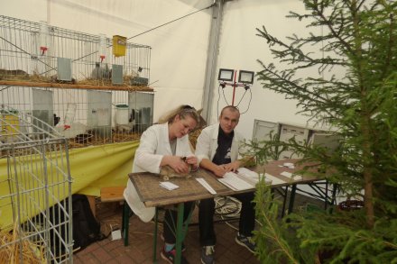 Ocena zwierząt przez jury