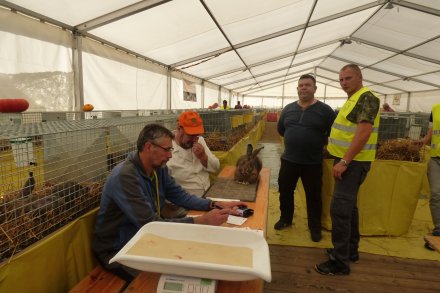 Ocena zwierząt przez jury