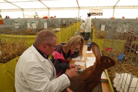 Ocena zwierząt przez jury