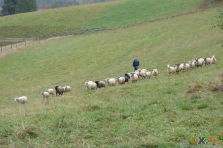 Owieczki wróciły do właścicieli