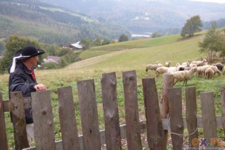 Tradycyjny rozsód owiec to zakończenie sezonu pasterskiego