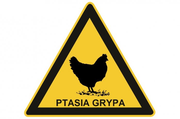 Ptasia grypa