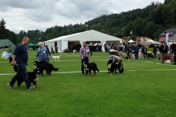 Wystawa psów rasowych