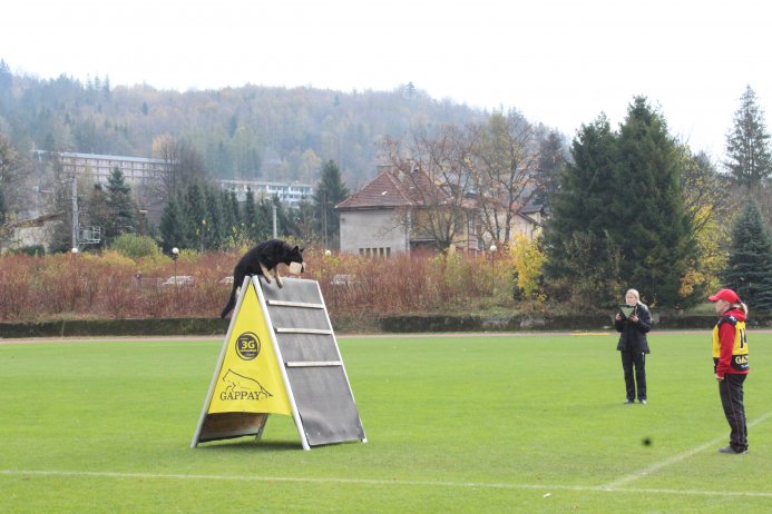 Mistrzostwa Polski Owczarków Belgijskich