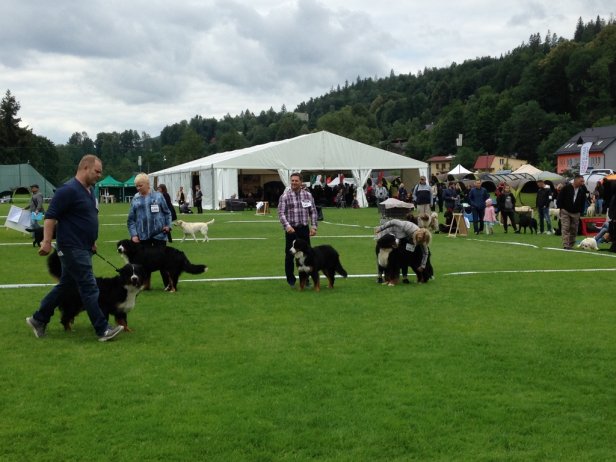 Wystawa psów rasowych